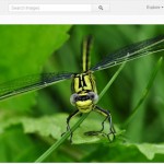 pixabay